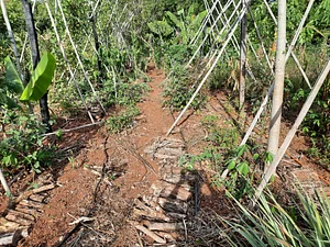 Quinta Amazonas