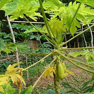 Likhalikasan Permaculture Farm