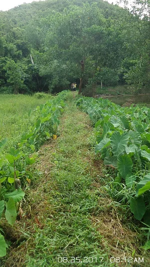 Likhalikasan Permaculture Farm