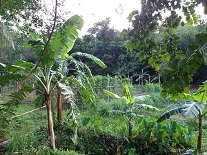 Likhalikasan Permaculture Farm