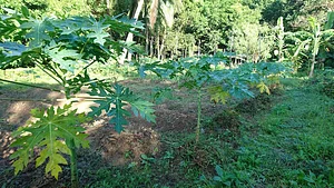 Likhalikasan Permaculture Farm