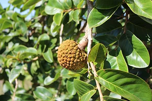 Frutos do Cerrado