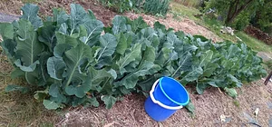 Silver Springs Hops & Permaculture Farm