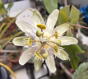 Flor de Maracujá do cerrado