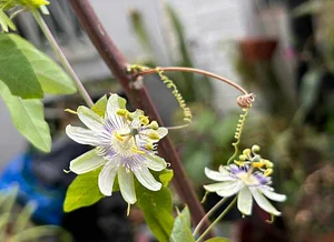 Passion fruit flower (Flor de Maracujá do cerrado)