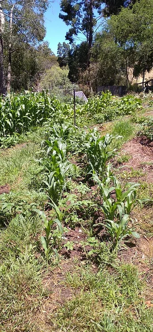 Silver Springs Hops & Permaculture Farm