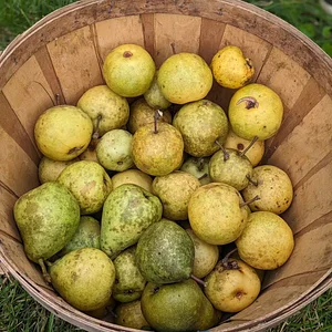 Harvest
