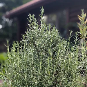 Rosemary