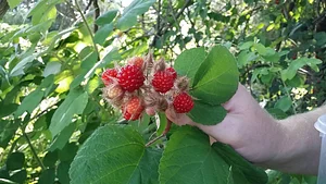Hundred Fruit Farm