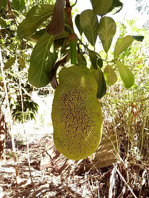 Agroecodes 4