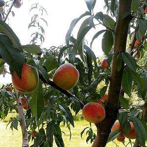 HFF Orchard Silvopasture