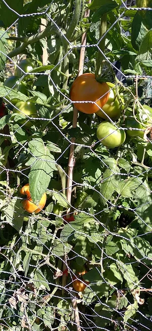 Silver Springs Hops & Permaculture Farm