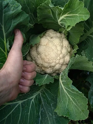 Silver Springs Hops & Permaculture Farm