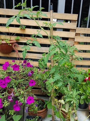Tomates