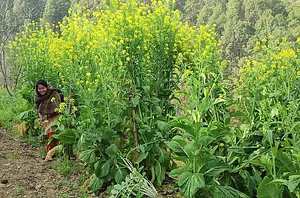 Himalayan Permaculture Centre