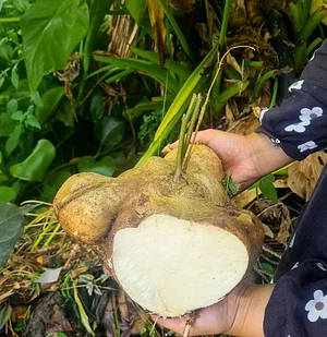 Kali kedua panen bengkuang