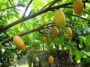 Sistemas Agroflorestais com ênfase em fruticultura