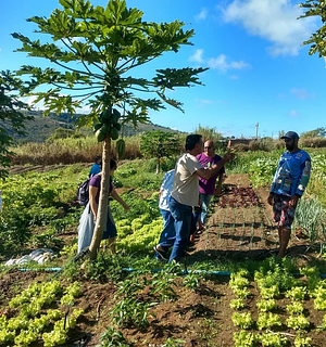 Associação Terra e Vida