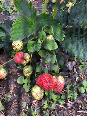 Strawberries