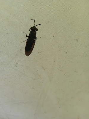 Black soldier flies are a great way to process organic waste while feeding chickens and plants.