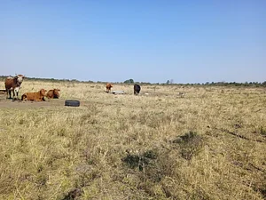 Most of the land is occupied by cattle and the bush is removed sometimes even burned to facilitate grazing. There are many ex...
