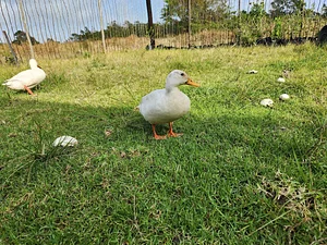 Dutch Quacker with field mushrooms