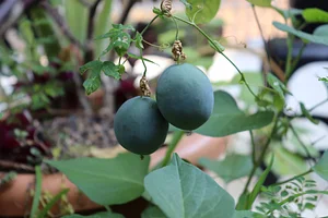 Passion Fruits