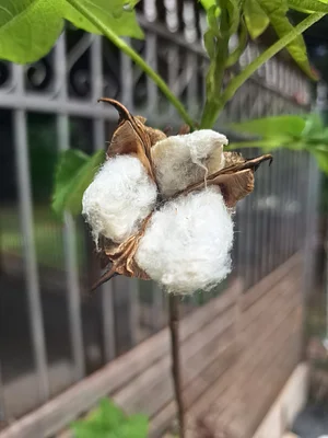 Cotton
