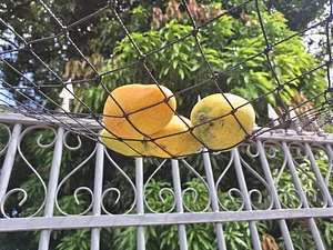 Mangoes