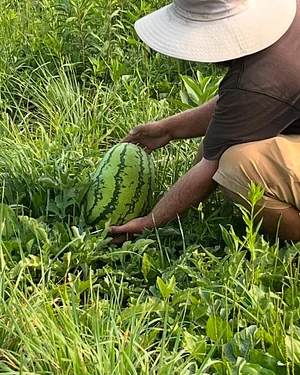 Harvesting watermelons