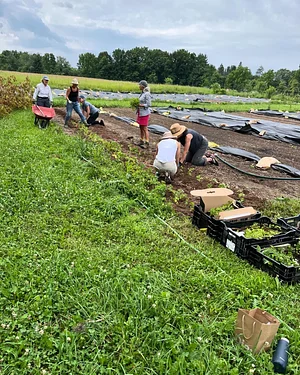 Planting season