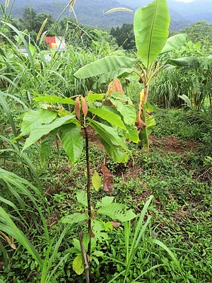 Sahyadri Naturals