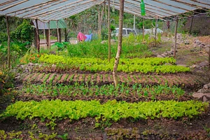 Atitlan Organics