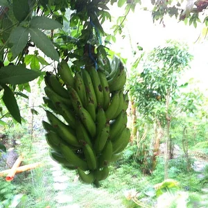 Atitlan Organics
