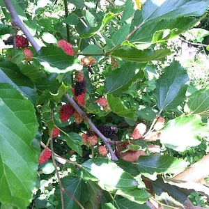 Atitlan Organics