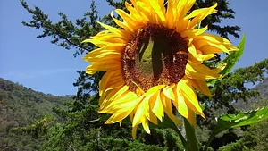 Atitlan Organics