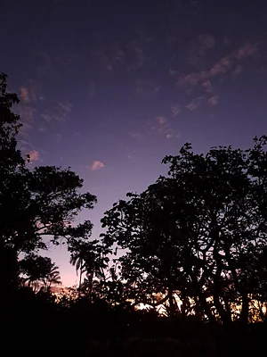 Agrofloresta educacional do Zeus