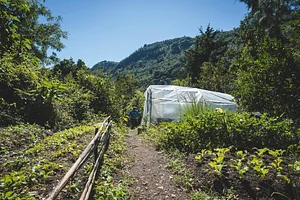 Atitlan Organics