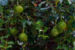 Atitlan Organics
