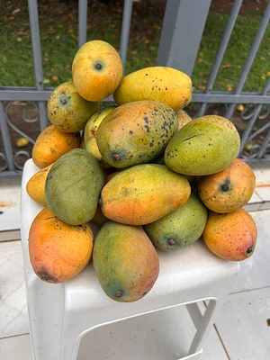 Mango season in my backyard