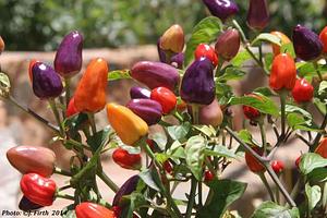 Drylands Permaculture Nursery