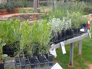 Drylands Permaculture Nursery