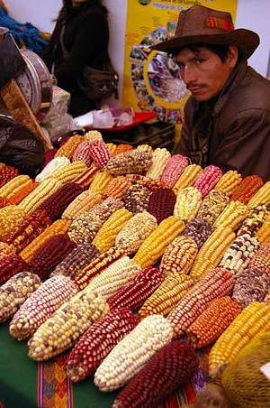 Kapi'xawa 8
