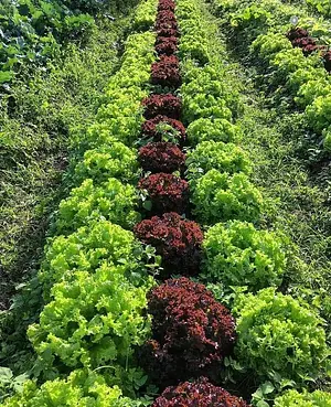SAF Raiz do Campo