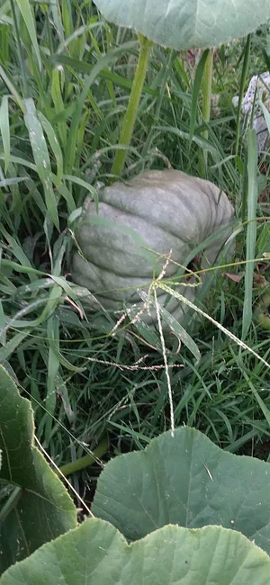Silver Springs Hops & Permaculture Farm