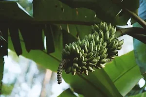 Banana in a Agroforestry