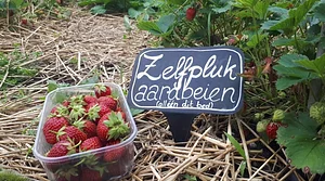 Biologische aardbeien