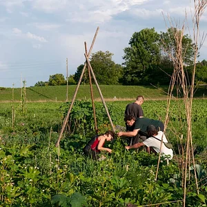 Grünhölzli - Community garden