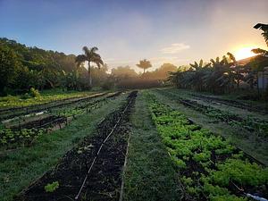 Taino Farm