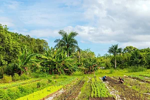 Taino Farm